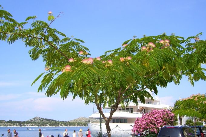 SIBENIK > Hafenpromenade