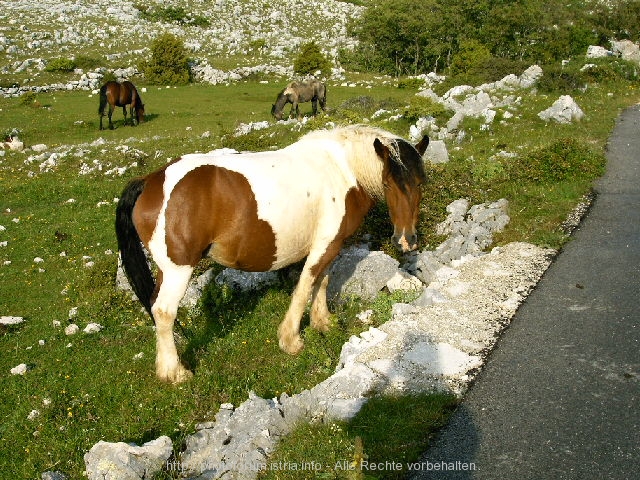 Biokovo Naturpark