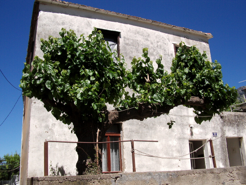 GRADAC > Altstadthaus > Baum