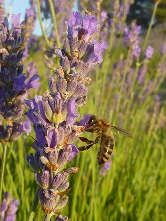 Hvar>Lavendel