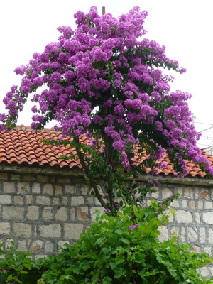 TROGIR