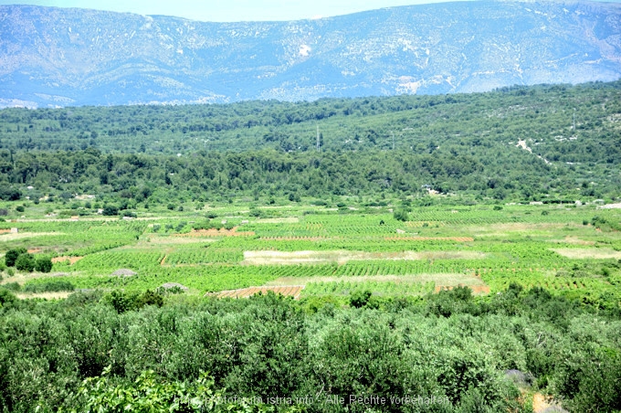 Velo Polje 02 10