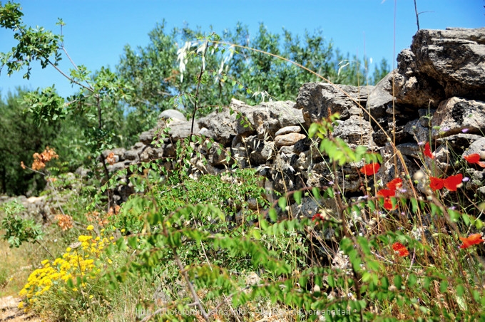 Velo Polje 03 4