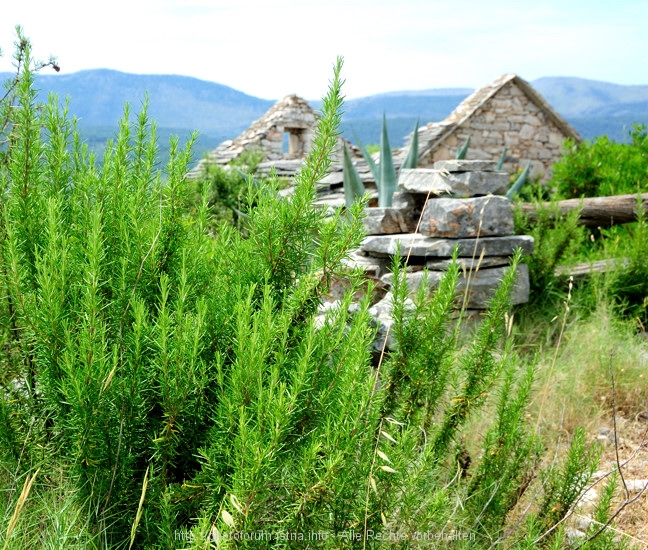 Velo Polje 04 4