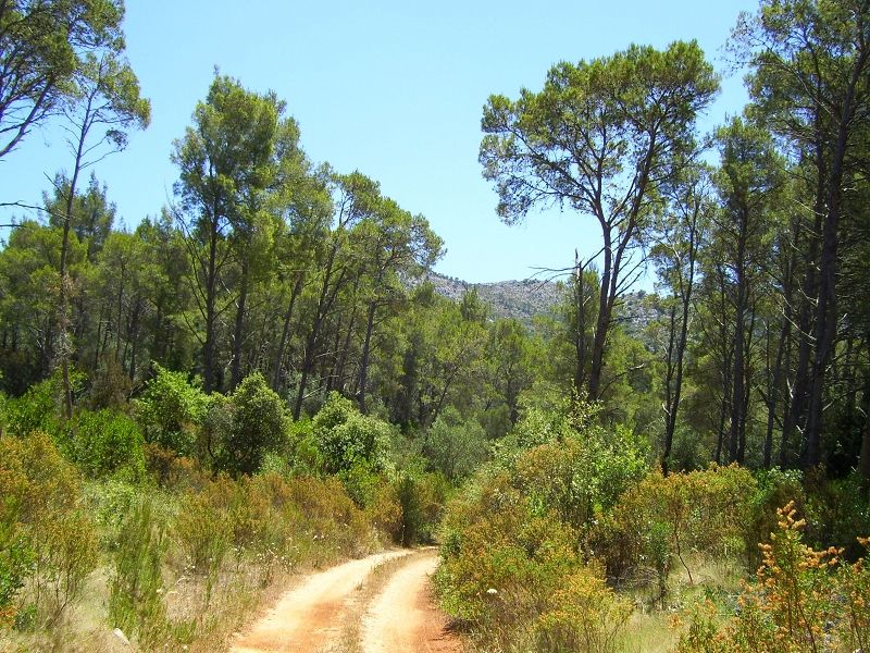 Tagesausflug nach Lastovo > Waldweg