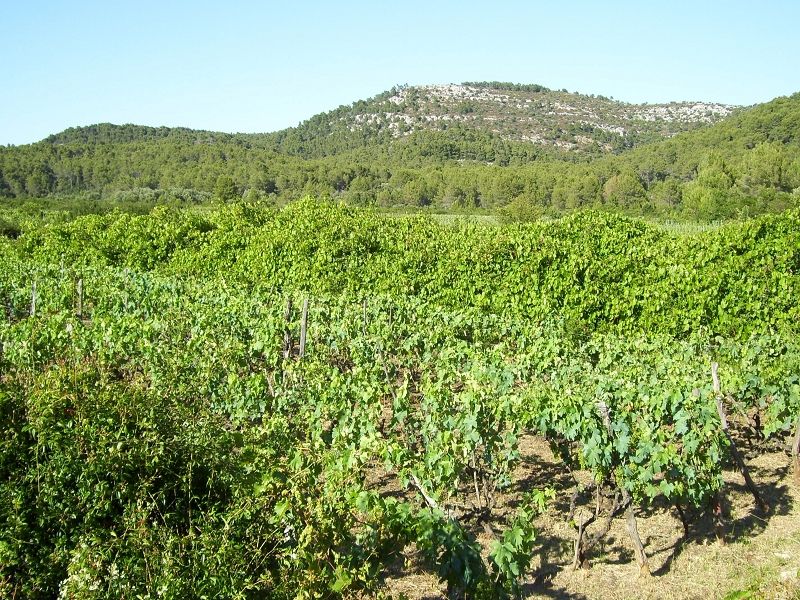 Tagesausflug nach Lastovo > Weinbaugebiet Vino Poje