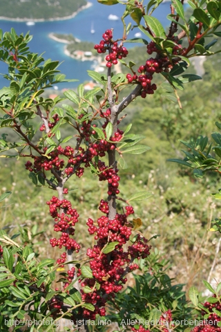 Insel Mljet > westlicher Teil 2