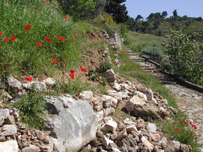 ELAFITEN > Lopud > Wanderweg