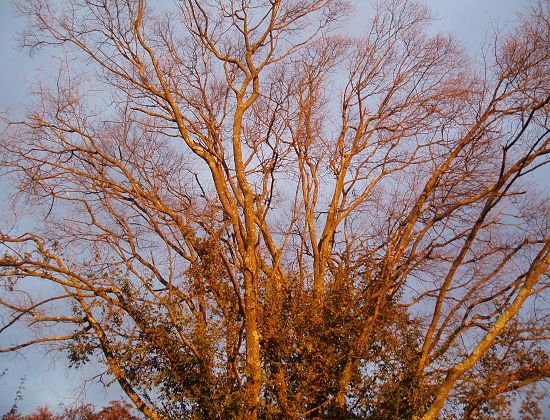 der baum vor dem Schnitt