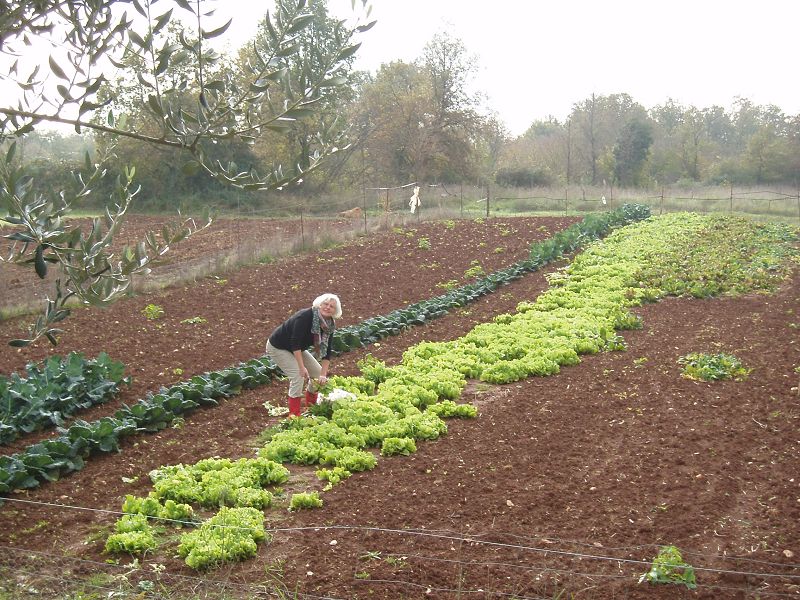 erntefrischer_Salat.jpg