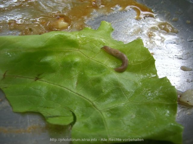 Schnecke im Salat