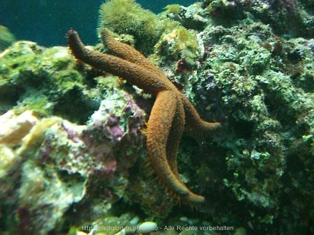 POREC > Aquarium > Seestern