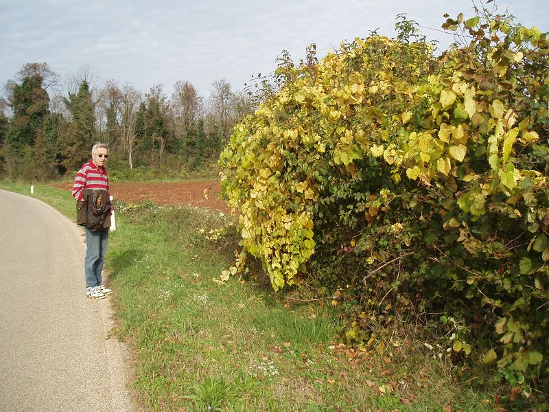 wildwachsender Wein