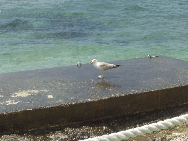 OREBIC > Möwe an der Küste