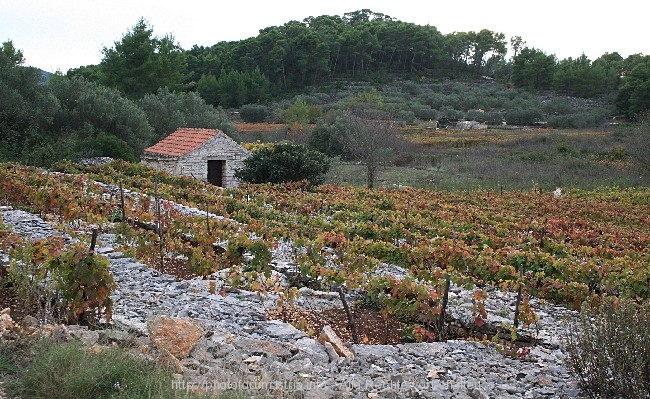 VELA LUKA > Wein und Oliven