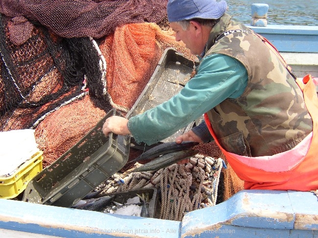 VELA LUKA > frischer Fisch