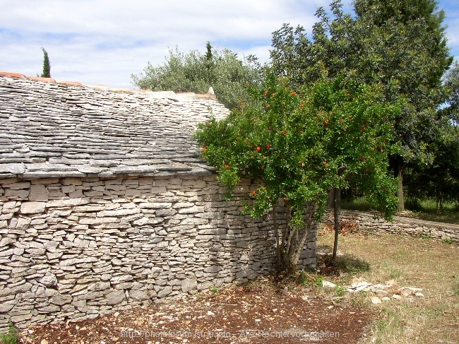 VELA LUKA > altes Haus > Granatapfelbaum