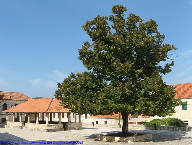 BLATO auf Korcula > Linde neben Loggia