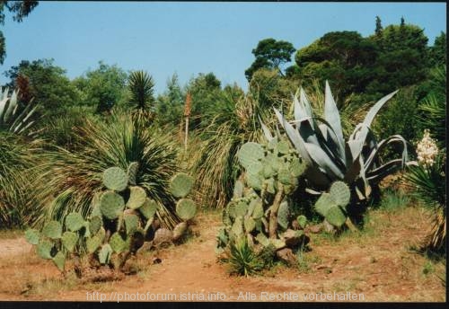 Botanischer Garten auf Lokrum