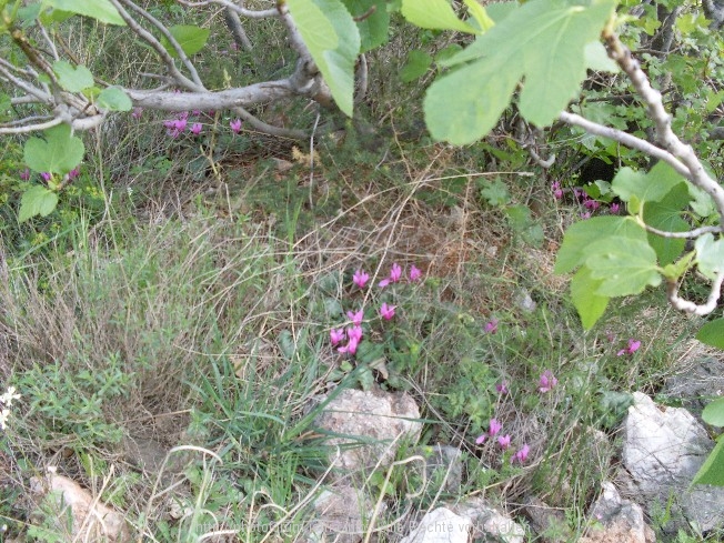 Küste/Velebit