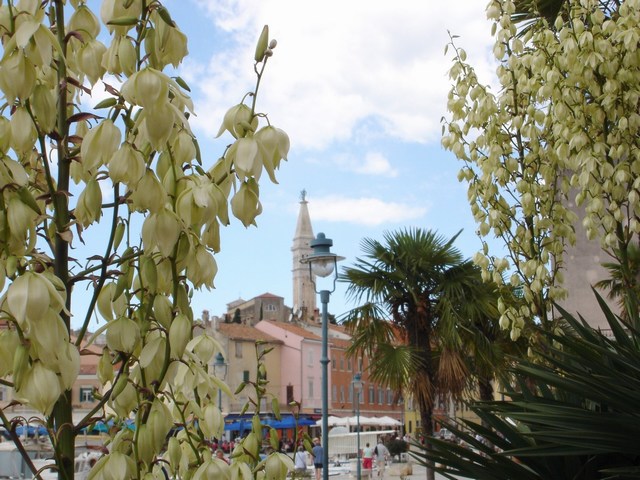 ROVINJ > Blick zur Kirche