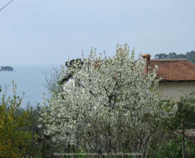 Rovinj > Impressionen