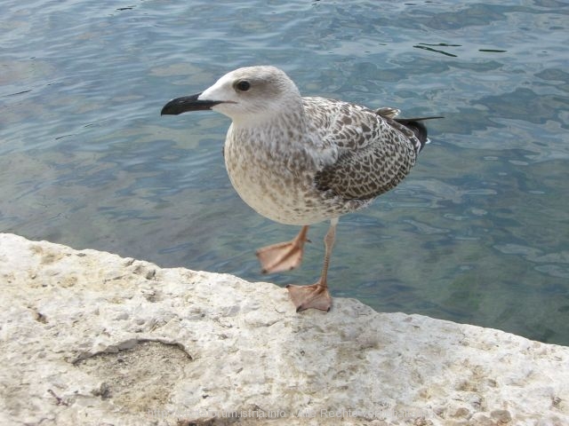 ROVINJ > Hafen > Möve am Hafen