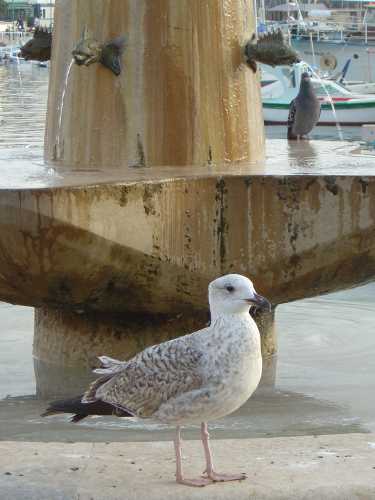 ROVINJ > Trg maršala Tita > Brunnen mit Möwe