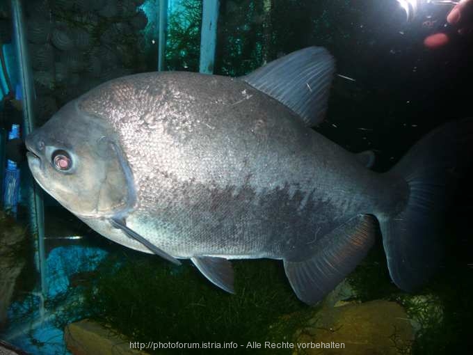 CRIKVENICA > Aquarium 5