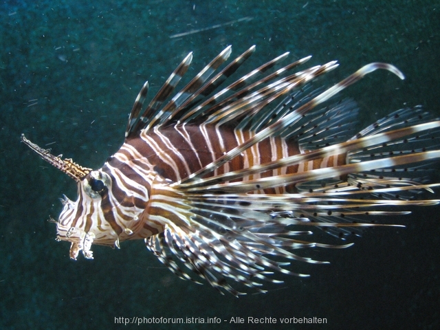 CRIKVENICA > Aquarium Crikvenica