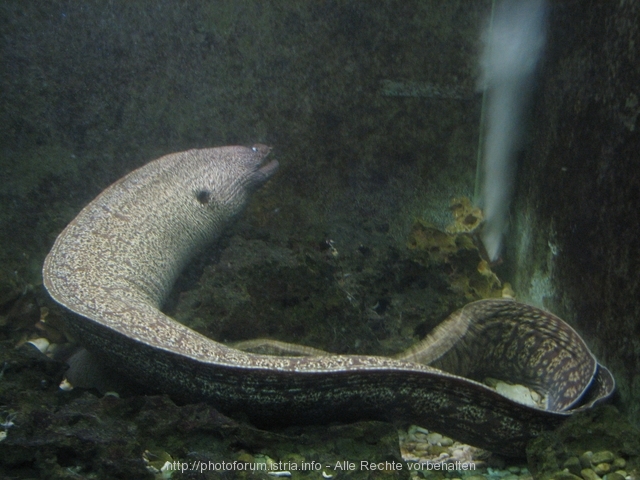 CRIKVENICA > Aquarium Crikvenica