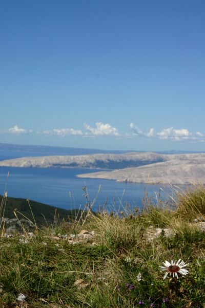 SENJ > Panoramablick auf Otok Krk mit Silberdistel