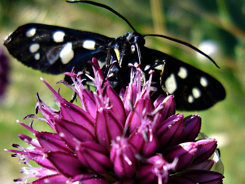 Tribanj Sv. Marija Magdalena 3