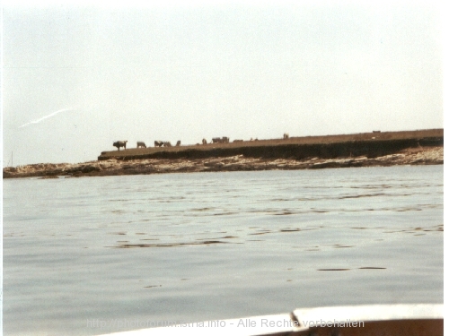 MEDULINSKI ZALJEV > Insel Fenera in der Medulinbucht