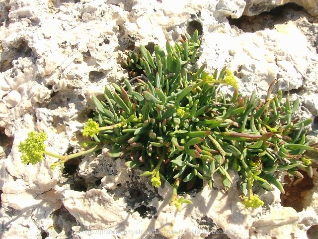 Premantura > Kap Kamenjak > Flora und Fauna am Kap