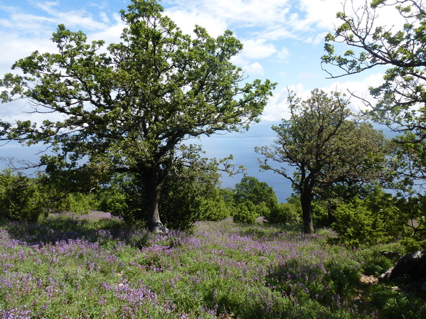 Cres>Wanderung Sis 2016