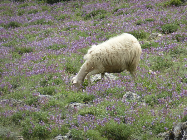 Cres>Wanderung Sis 2016