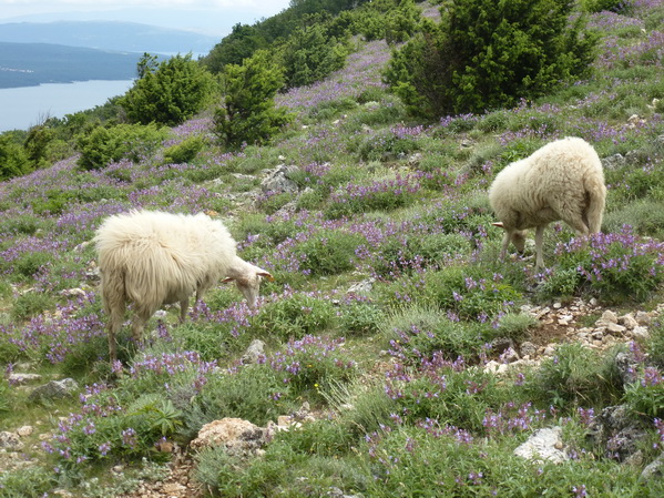 Cres>Wanderung Sis 2016