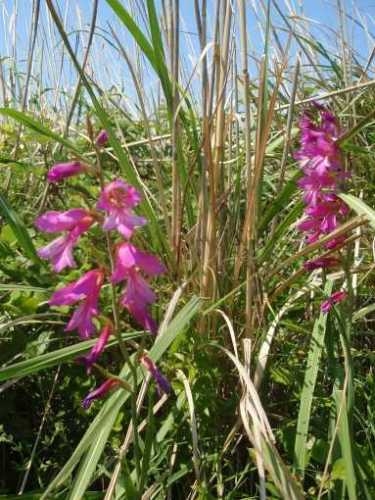 Ausflug Susak Blume