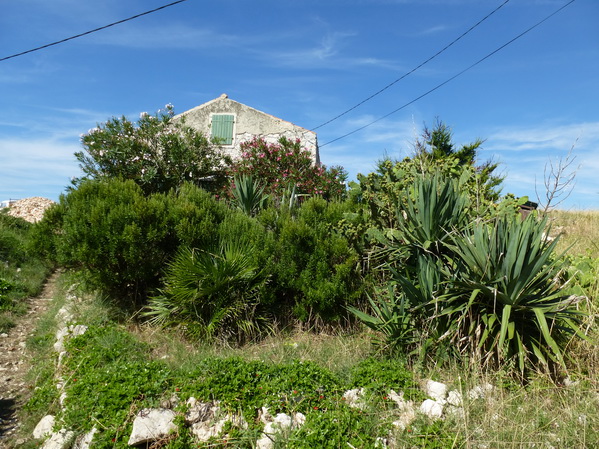 Susak>Vele Sakrane