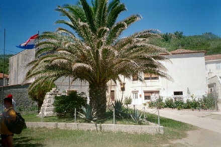 Otok SUSAK > Susak > Hauptplatz - Palme