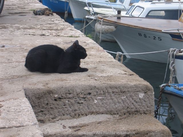 Katze am Hafen