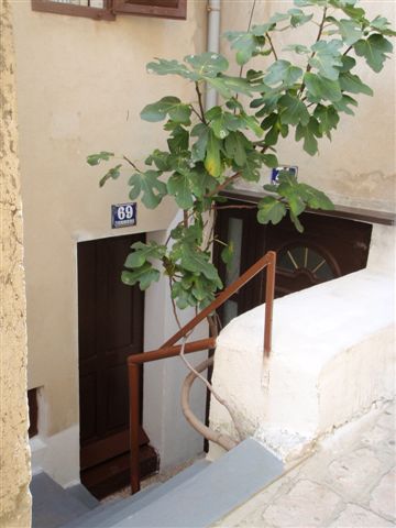 Feigenbaum am Stiegenaufgang