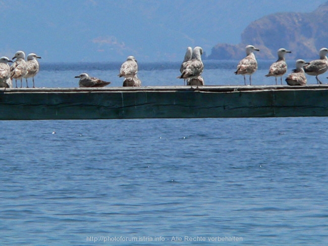 Otok Krk>Baska>Badeinselbewohner