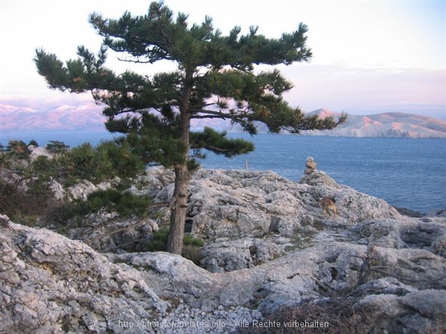 baska-mrz_2008_009.jpg