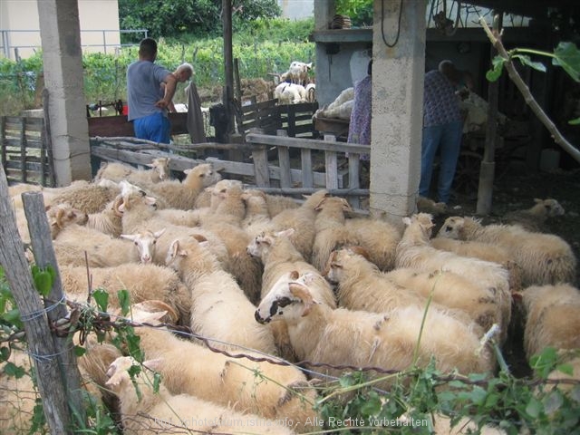 Schafescheren 4