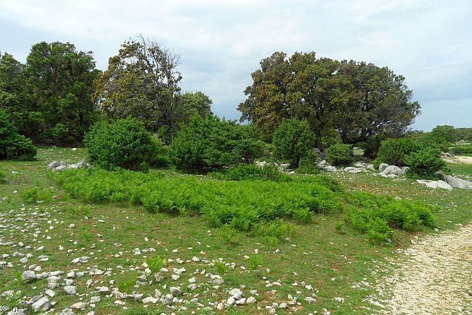 INSEL RAB > Farnwiese im Bereich des Waldgebiets Fruga