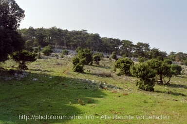 Otok CRES > Merag > Schafweide