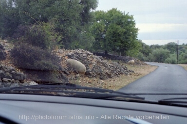 Otok CRES > Beli > Weg