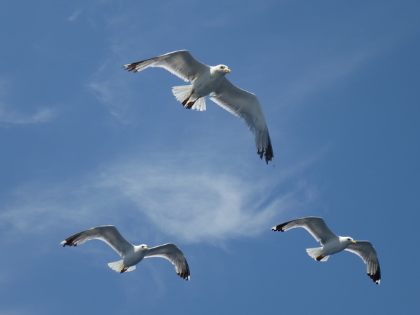 Mali Losinj>Ausflug 2